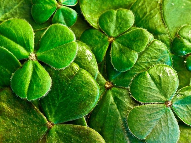 Warsztaty integracyjne - Legendy Zielonej Wyspy (18.03.23 g. 13.00)