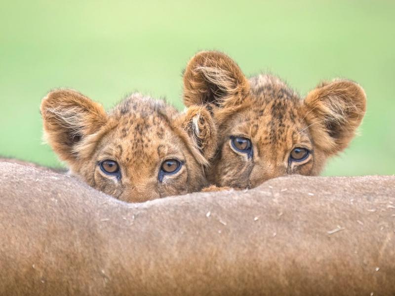 Festiwal Przyroda Warta Poznania 27.01.24 (10.00-17.00)