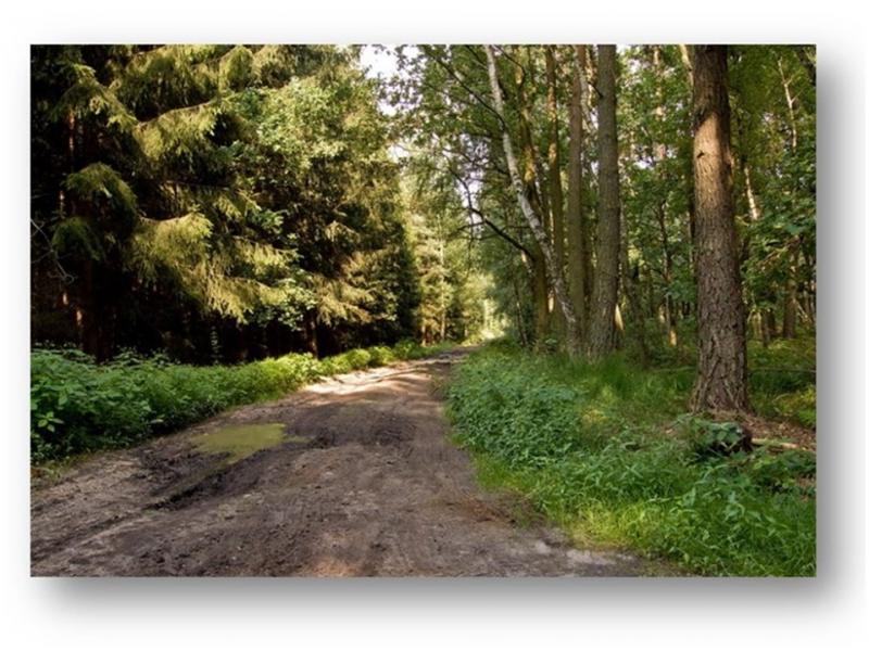 STUDIUM WPŁYWU OBRZĄDKU POGRZEBOWEGO SPOŁECZNOŚCI PRADZIEJOWYCH…