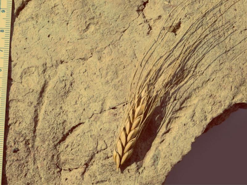 Pochodzenie roślin uprawnych - wykład 7.03.2018